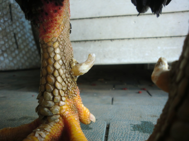 蹴爪のメンテナンス