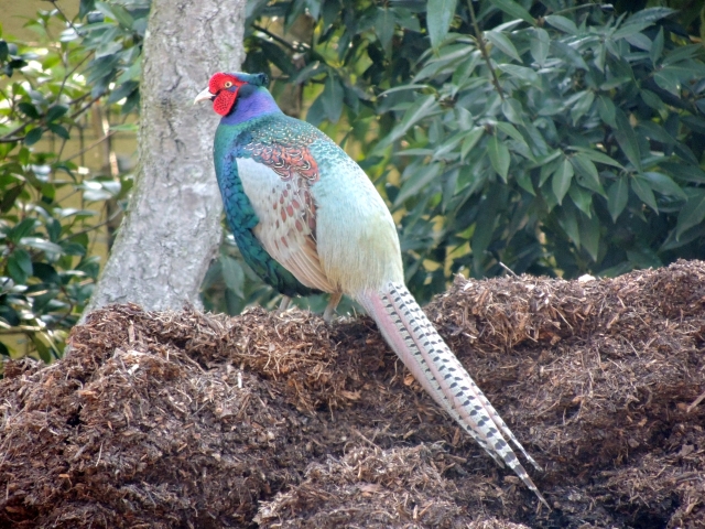 雉類の健康管理と病気