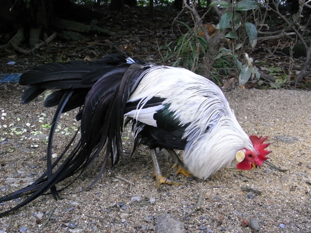 鶏痘生ワクチン