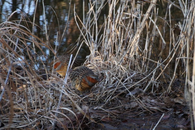 雉類の飼育小屋・禽舎