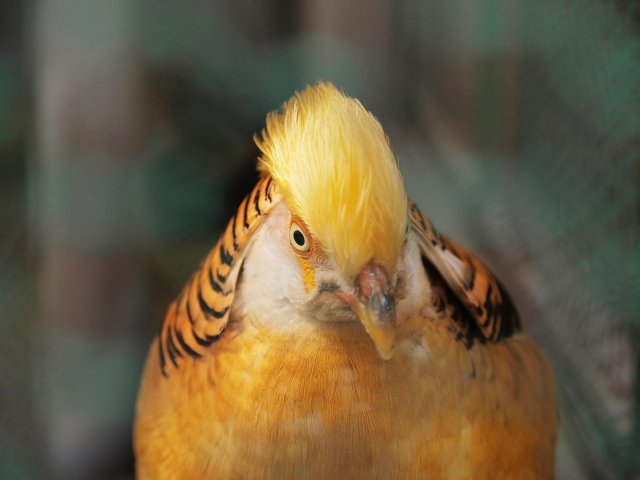 雉類の抱卵日数～その１