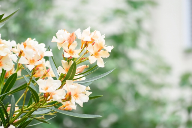 キョウチクトウ