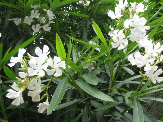 キョウチクトウ