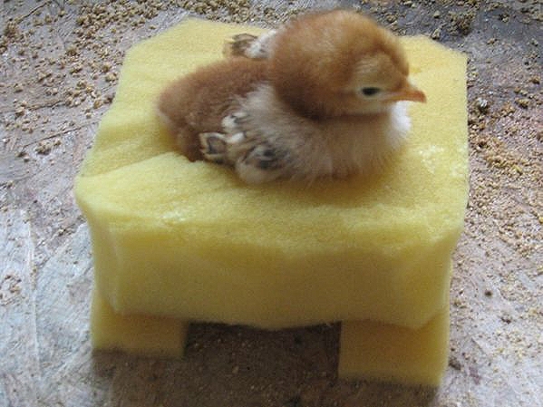 開張肢（スプレーレッグ） ～ 孵化したばかりのひよこに共通する先天性および発達異常