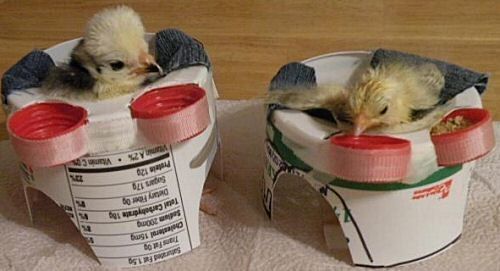 開張肢（スプレーレッグ） ～ 孵化したばかりのひよこに共通する先天性および発達異常