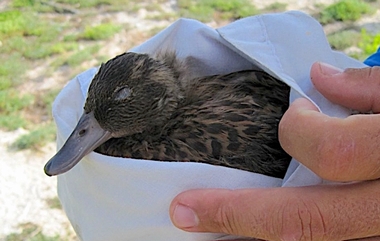 眼の損傷 ～ アヒルやその他の水鳥では眼の損傷が比較的よく起こります