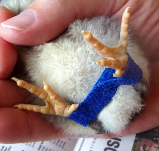 開張肢(スプレーレッグ : ペローシス) ~ 良好な予後を得るには早期の迅速な治療が必要