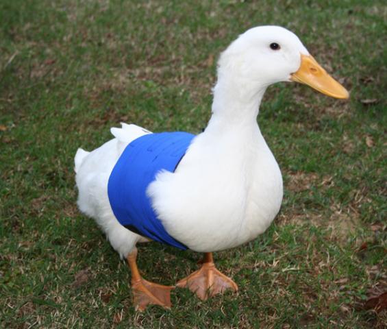 アヒルの屈曲翼 ～ 初列風切り羽が上向きにねじれる状態