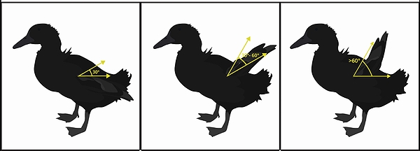 アヒルの屈曲翼 ～ 初列風切り羽が上向きにねじれる状態