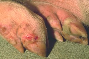 口蹄疫(Foot and mouth disease) ～ 伝染性の高いウイルス性疾患