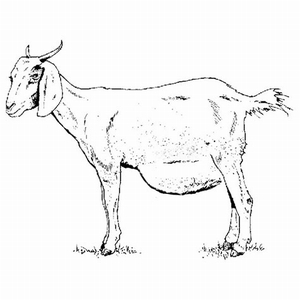 山羊関節炎・脳炎(Caprine arthritis encephalitis)