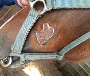 馬のピチオーシス(Equine Pythiosis)