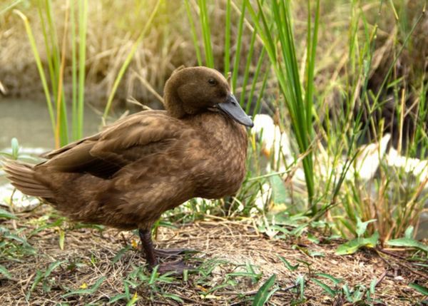 カーキー・キャムベル