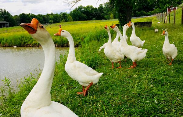 白色シナガチョウ