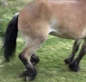 後天性馬多発神経炎(Acquired Equine Polyneuropathy)