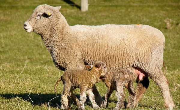 コリデール Corriedale