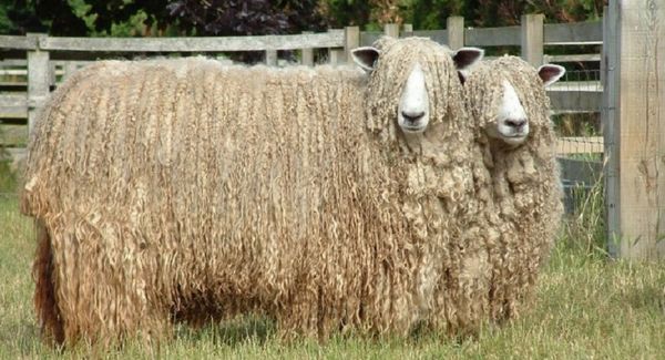 リンカーン  Lincoln