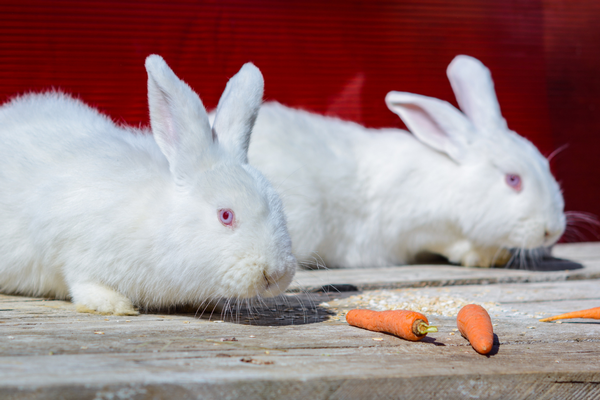 ニュージーランド・ホワイト