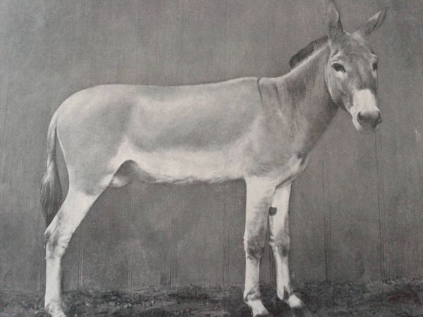 ヌビアロ(Nubian wild ass)