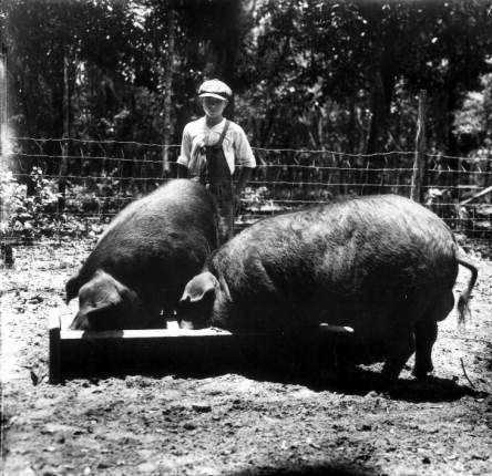 ポーランド・チャイナ