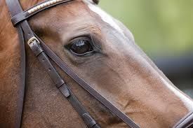 扁平上皮癌(Squamous Cell Carcinoma)