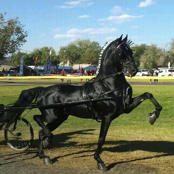 ハックニー(Hackney)