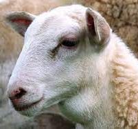 頸椎の疾患 ～ 甲状腺腫