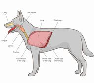 胸壁、胸膜、縦隔、気管、肺および横隔膜の疾患 ～ 解剖と生理