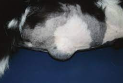 ヘルニア(Hernia) ～ 定義および分類・外ヘルニア（狭義のヘルニア）・発生要因