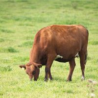 腹膜、大網および腸間膜の疾患 ～ 腹膜炎