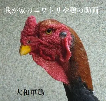我が家のニワトリや鴨の動画