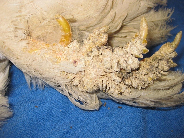 ニワトリ疥癬症