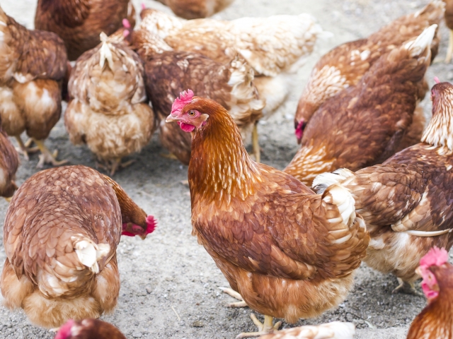 外部寄生虫検査法：寄生虫検査法