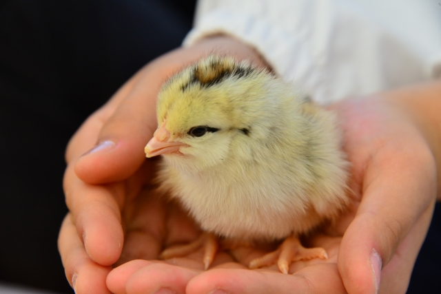 マイコプラズマ・ガリセプチカム感染症ワクチン
