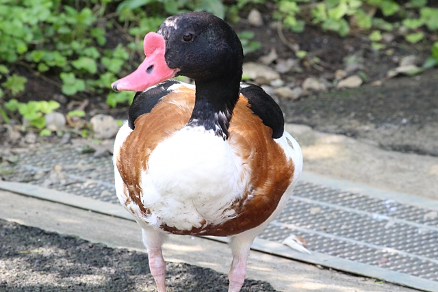 水鳥類の飼料（餌）
