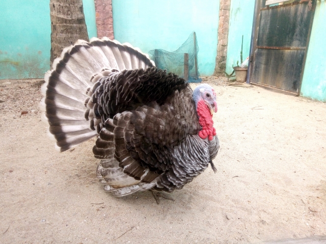 七面鳥（シチメンチョウ）の飼い方