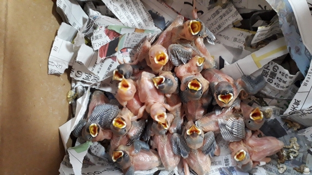 文鳥雛への挿し餌