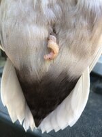 陰茎脱 ～ 二次的な細菌汚染や損傷などの合併症を避けるために注意が必要