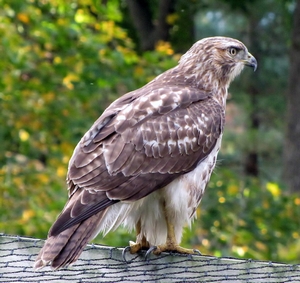 家禽の捕食者 ～ 鷹（タカ）編（日本および欧米）