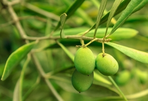 オリーブ ～ 品質の良い卵とオリーブオイル葉抽出物は強い抗菌活性を有します