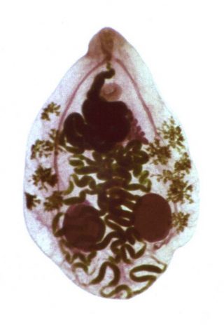 プロトゴニムス・マクロリキス(Prosthogonimus macrorchis) ～ 条虫症