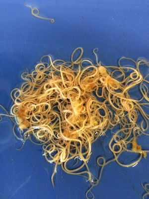 鶏回虫 ～ アスカリディア・ガリ(Ascaridia galli)