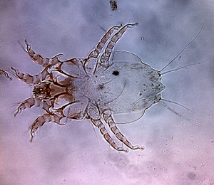 オルニトニサス・シルビアルム(Ornithonyssus sylviarum) ～ トリサシダニ