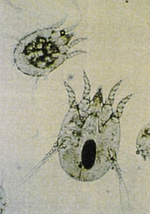 疥癬(Sarcoptic mange) ～ 夏期に感染する機会が増えます