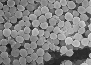 ブドウ球菌属 (Staphylococcus spp) ～ ブドウ球菌感染症