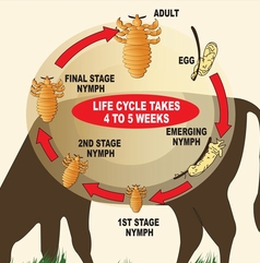 シラミ(Lice) ～ ウシの皮膚病の最も一般的な原因の一つです