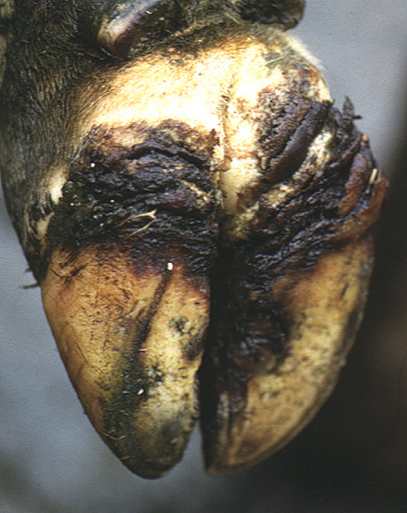 蹄のびらん(Heel Erosion)