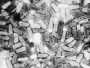 水疱性口炎(Vesicular Stomatitis)