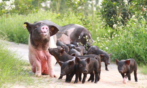 中国種（支那種）Chinese Breed