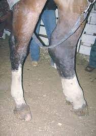 馬のリンパ管炎(Equine Lymphangitis)